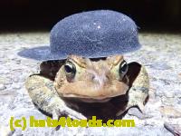/home//u458753944/public_html/sourcegallery////////////////////////Roxborough Toad Detour/2022/2022-04-14 and 04-13/P4141020.JPG